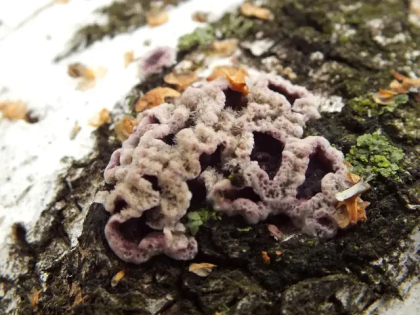 Stereales fungi
