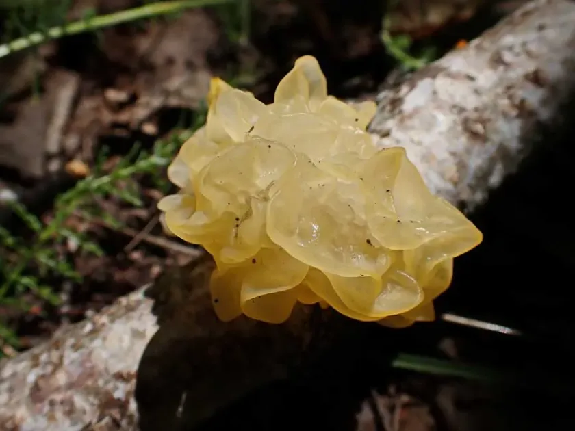 Tremella fungi