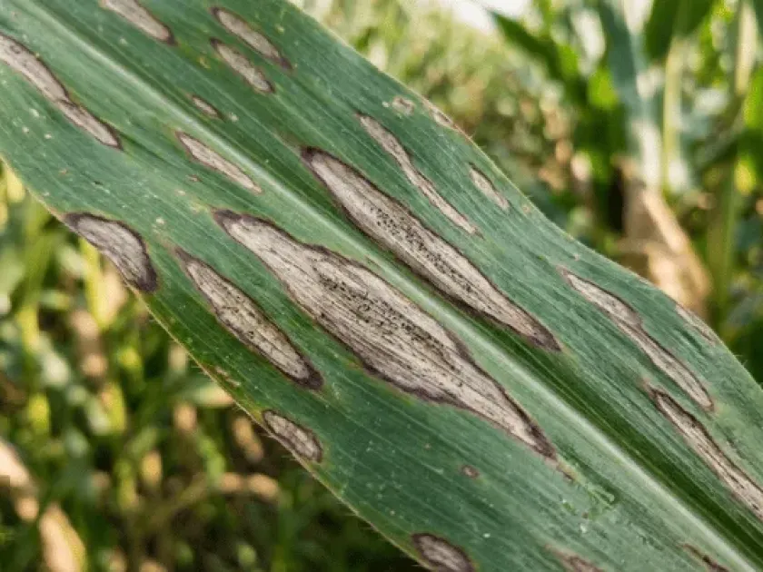 Northern corn leaf blight