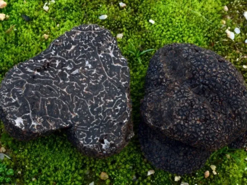 Truffle