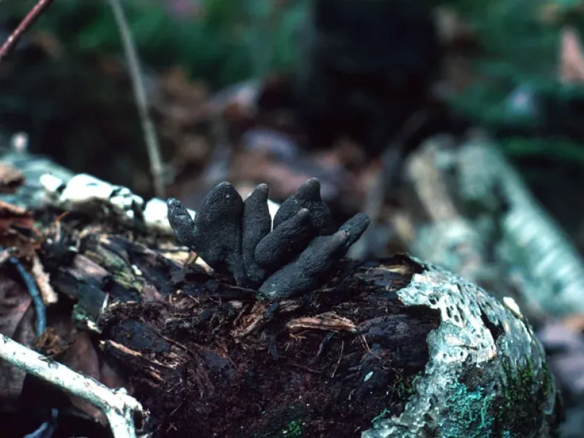Xylariales fungi