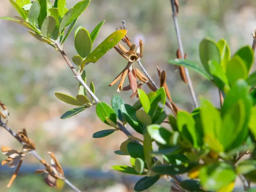 Xylella fastidiosa