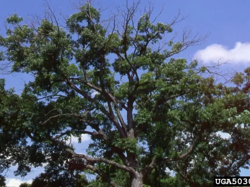 Phytophthora root rot of oak
