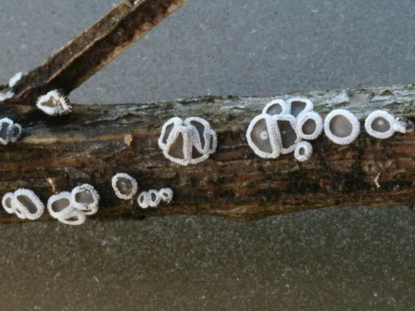 Colpoma needle cast