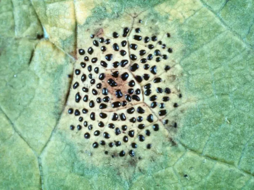 Rhytisma umbonatum
