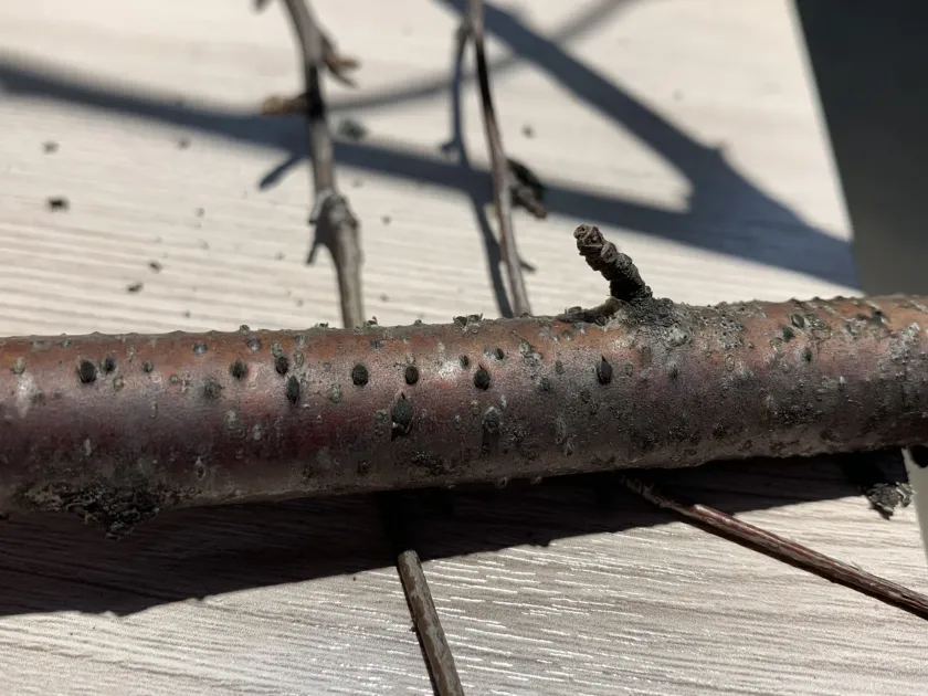Willow cytospora canker