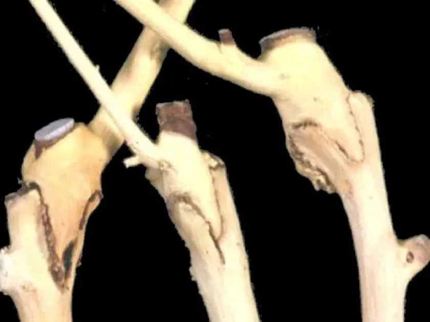 Apple stem grooving virus