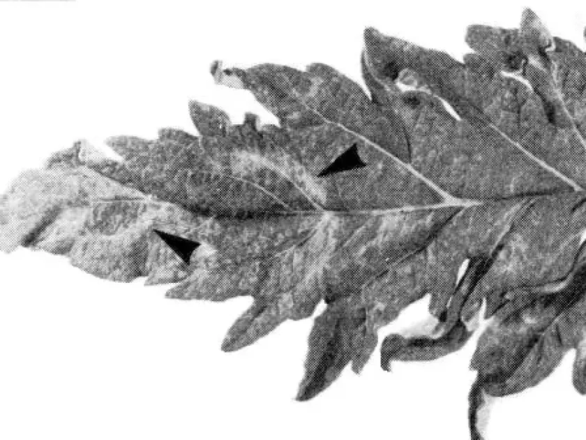 Artichoke latent virus