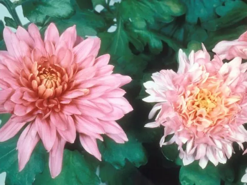 Chrysanthemum chlorotic mottle viroid