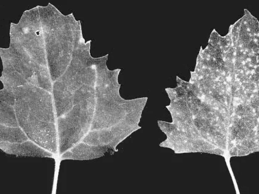 Carnation latent virus