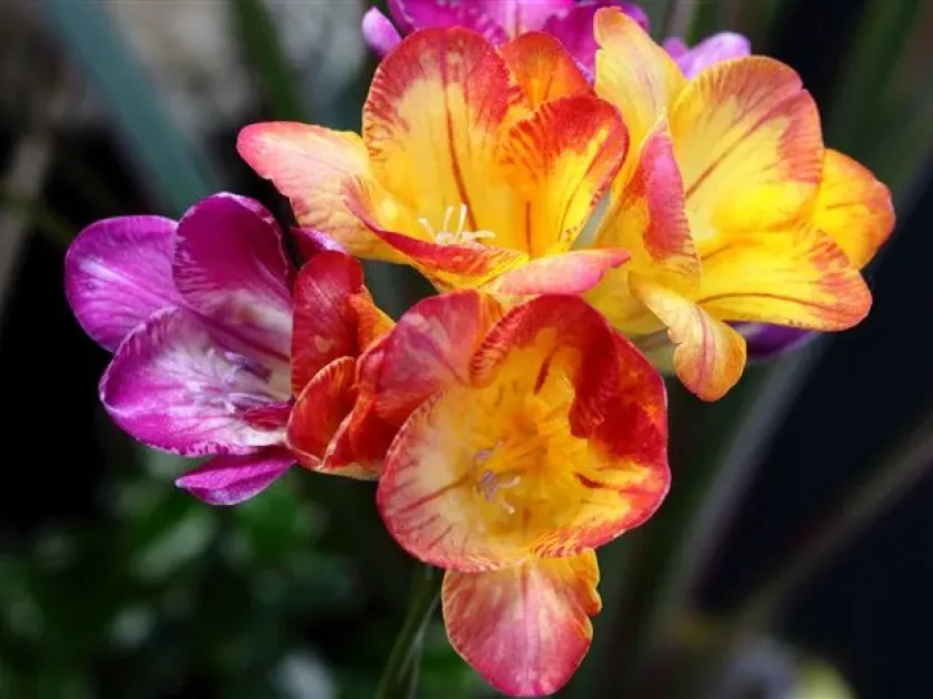 Freesia mosaic virus