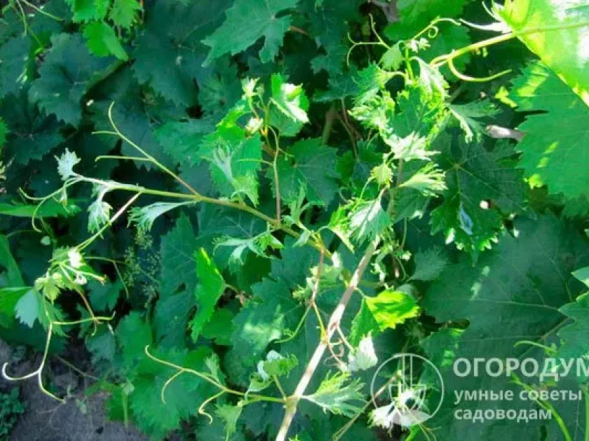 Grapevine bushy stunt