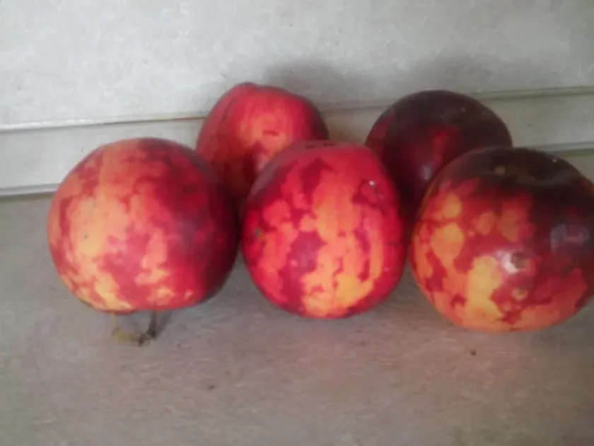 Apple apple scar skin viroid (specific variant)