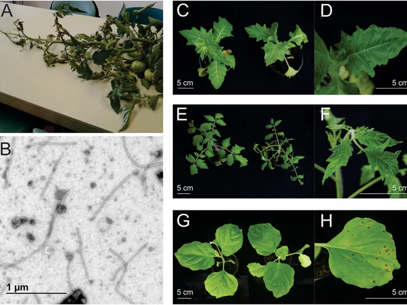 Henbane mosaic virus