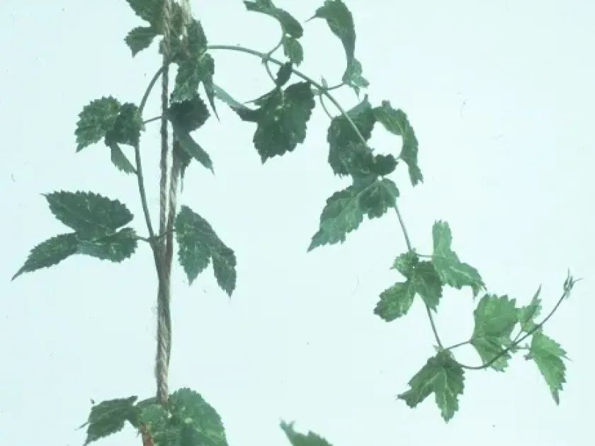 Hop latent virus