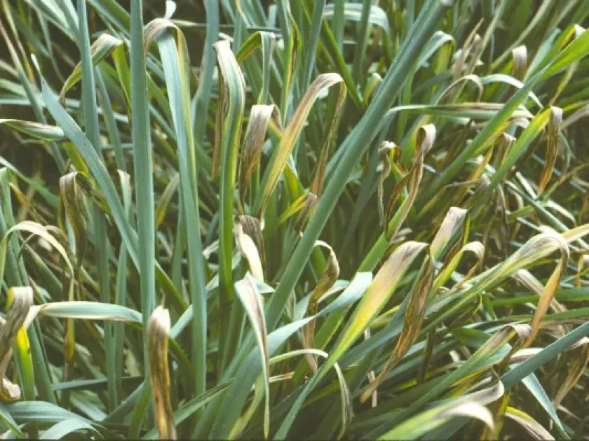 Narcissus leaf scorch