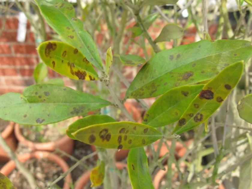 Olive spot virus