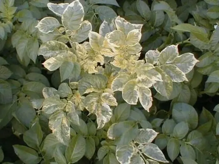 Aucuba mosaic virus