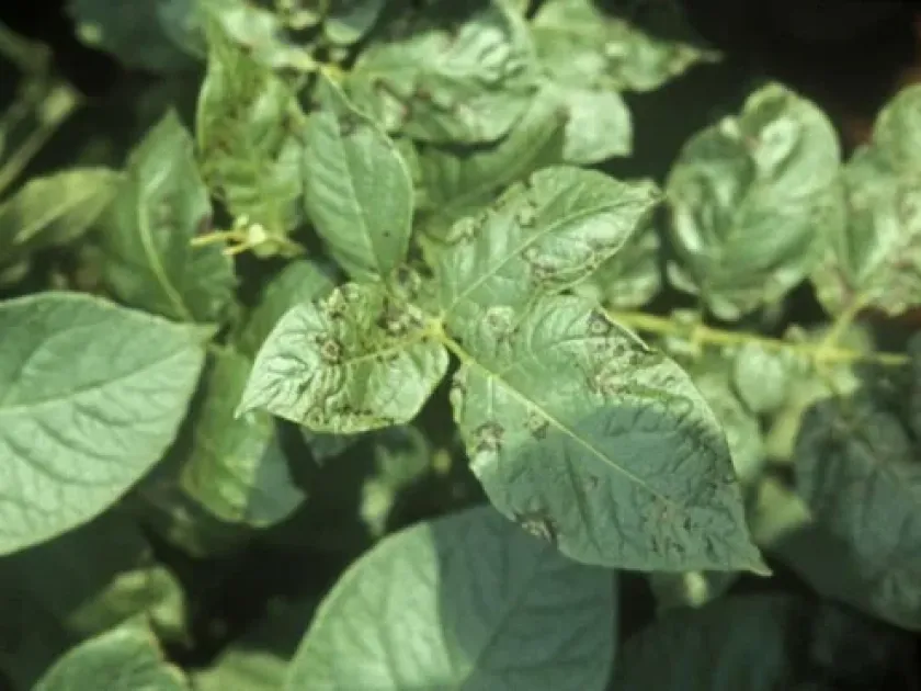 Solanum nepovirus