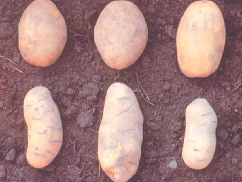 Potato tuber deformation