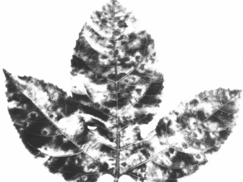 Вирус пятнистости пассифлоры