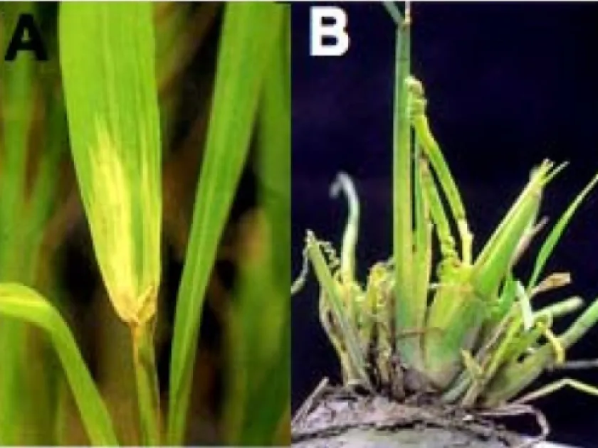 Rice necrosis mosaic virus