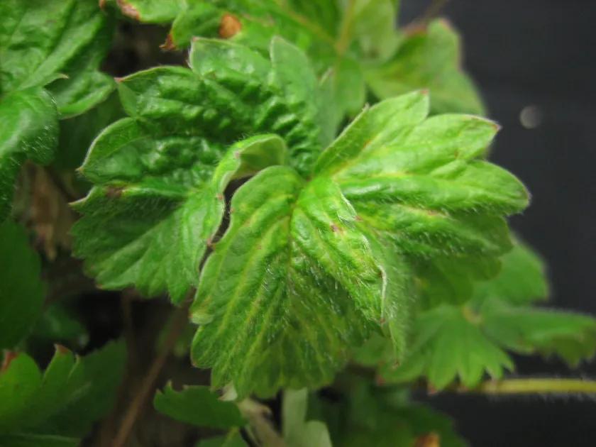 Strawberry latent ringspot virus