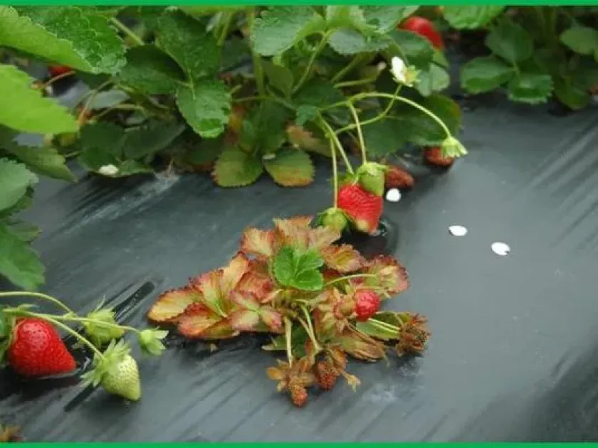 Strawberry potexvirus