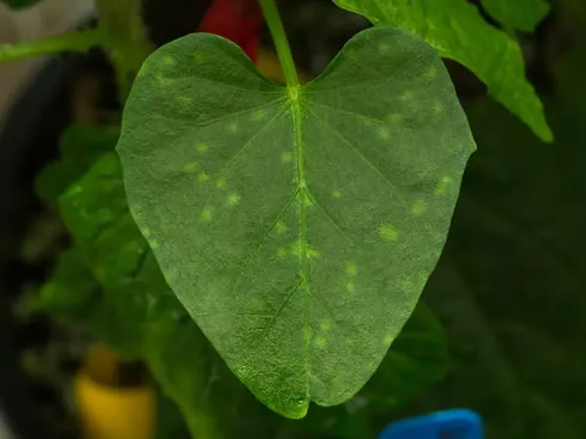 Sweet potato feathery mottle virus