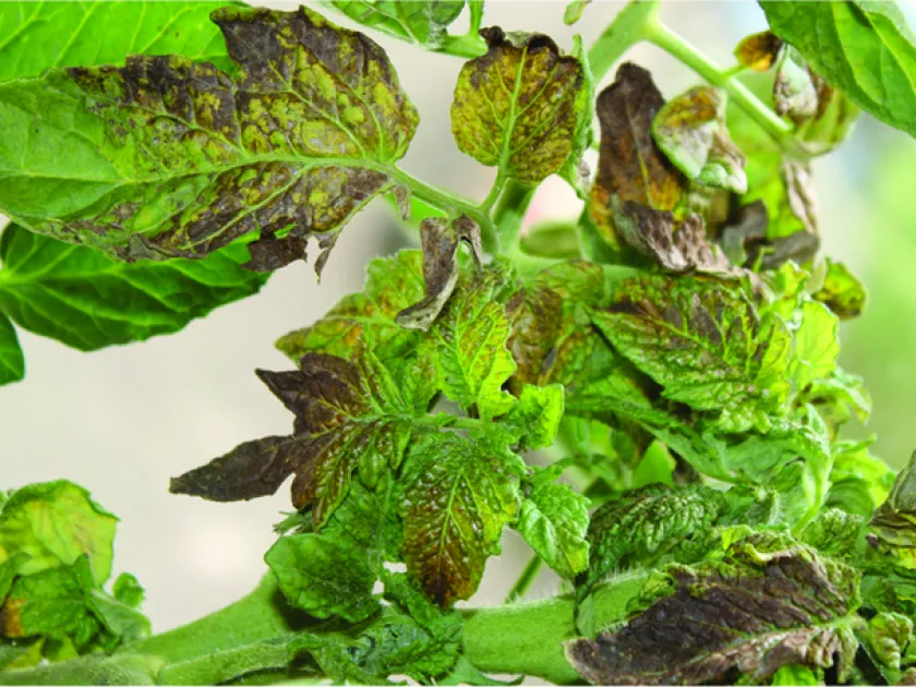 Tomato mottle