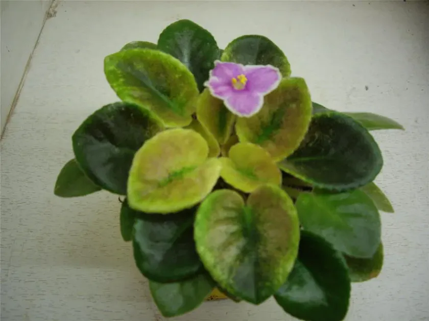 African violet mottle