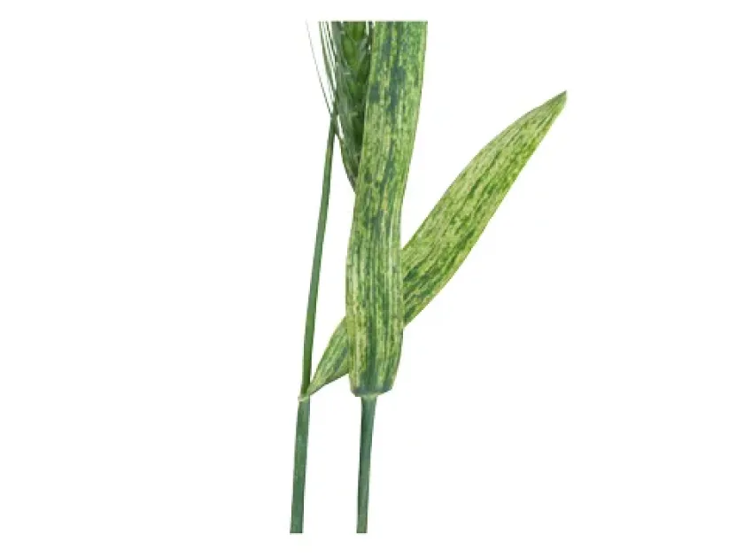 Wheat streak mosaic virus
