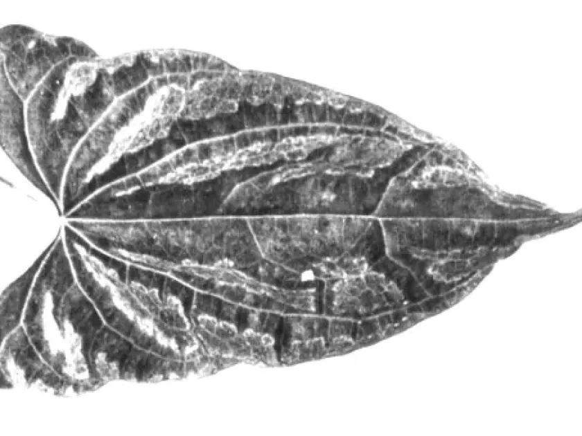 Dioscorea yellow mosaic virus