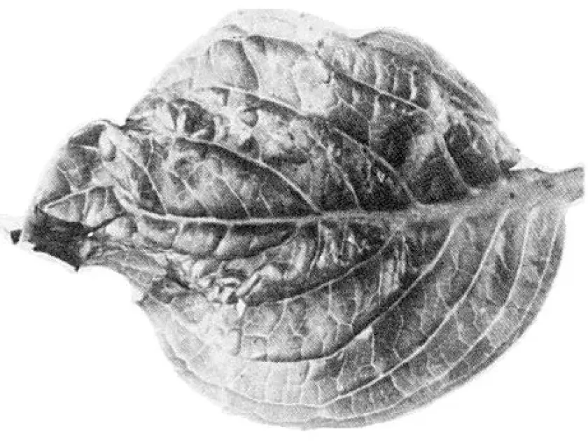 Hydrangea potexvirus
