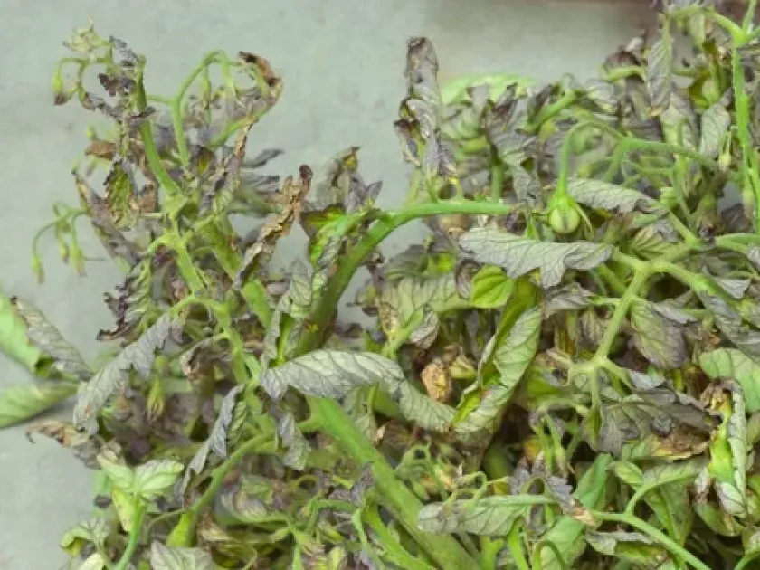 Brazilian tomato curl
