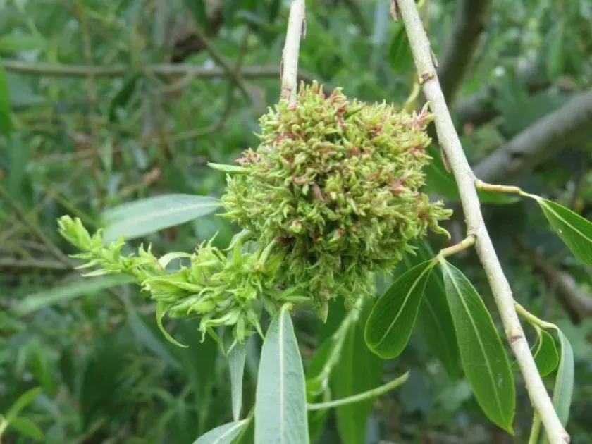 Witches broom of willow