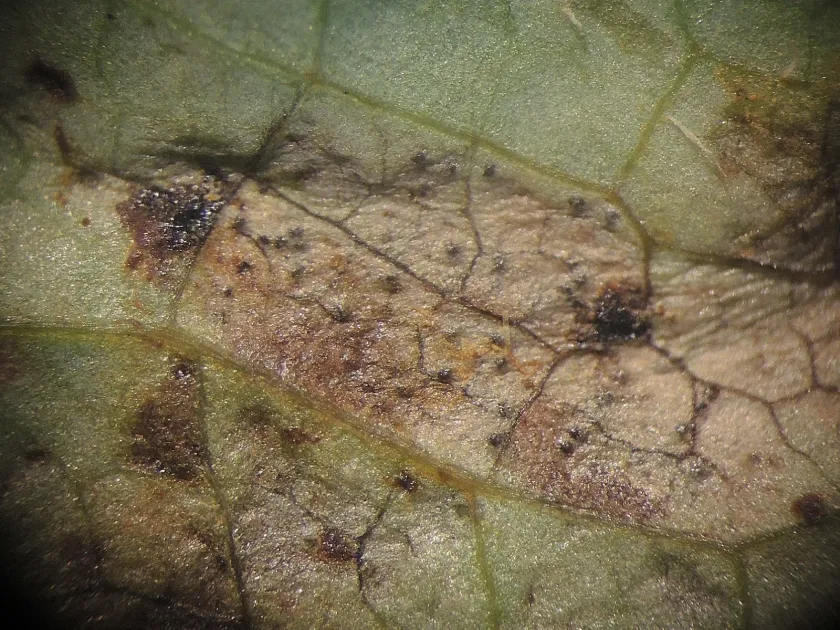 Septoria leaf spot of celandine