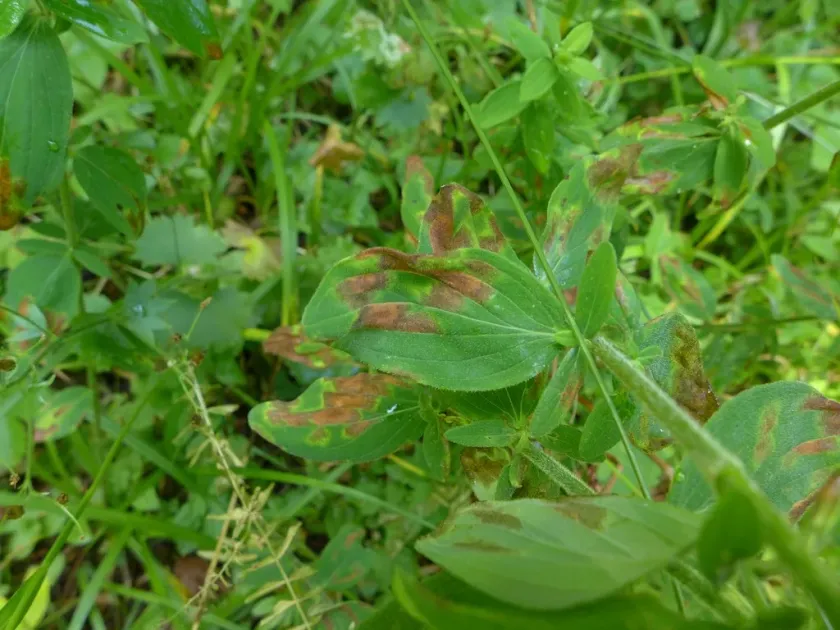 Hypericum Sphaerulina leaf spot