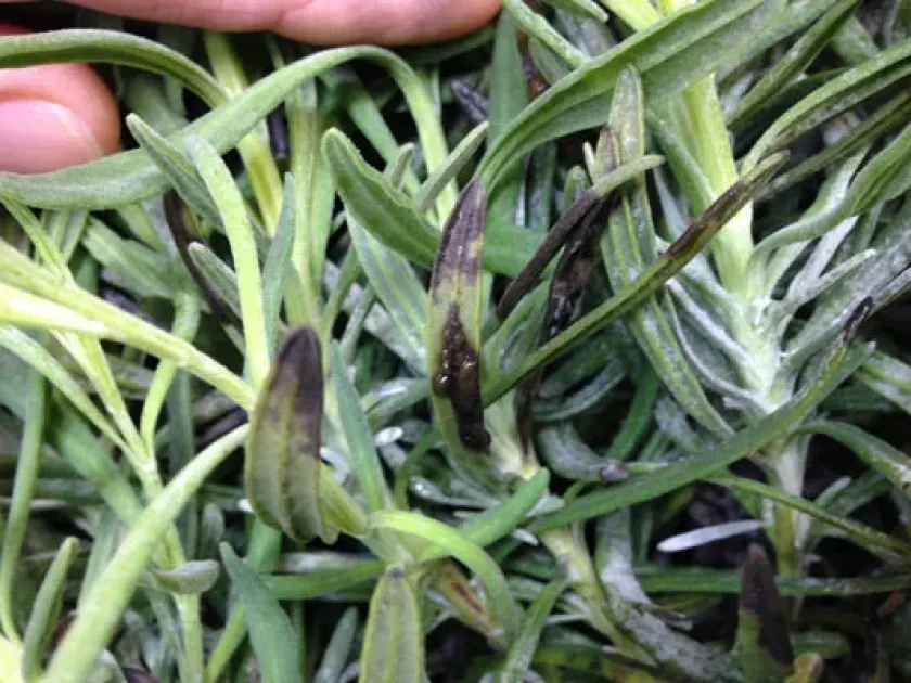 Phoma leaf spot