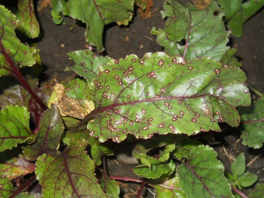 Cercospora leaf spot of chicory