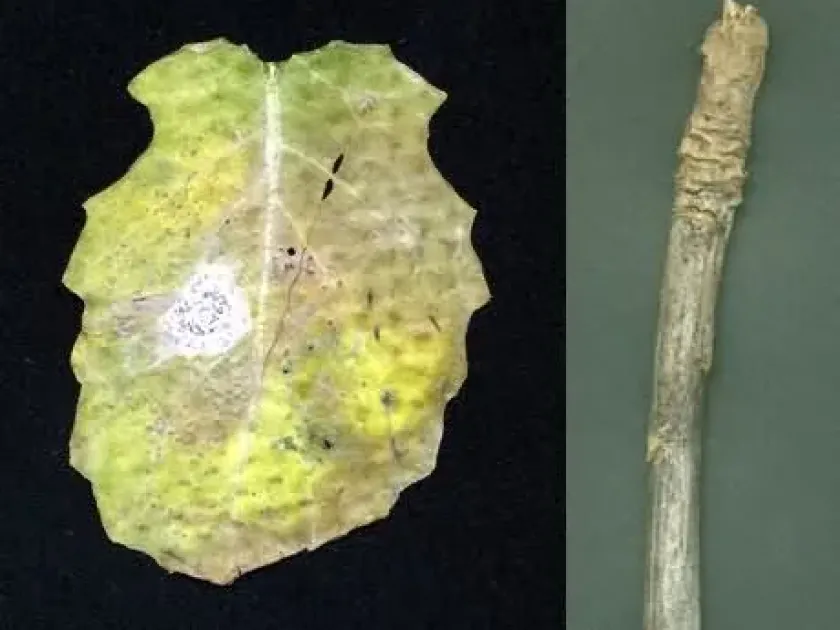 Phoma stem canker