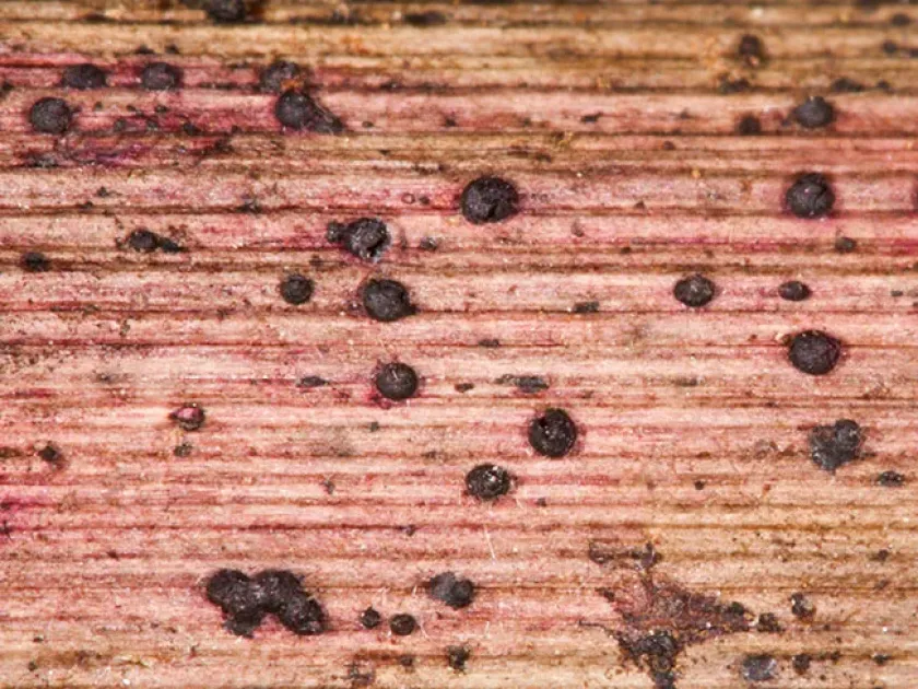 Rudbeckia leptosphaeria leaf spot