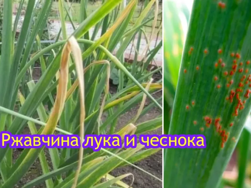 Іржа цибулі