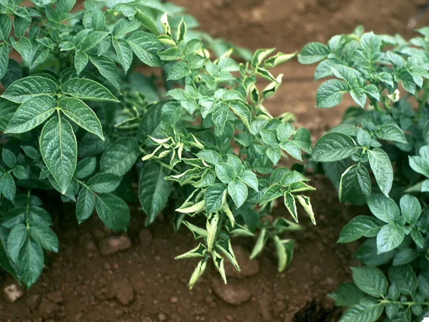 Potato chlorotic stunt viroid