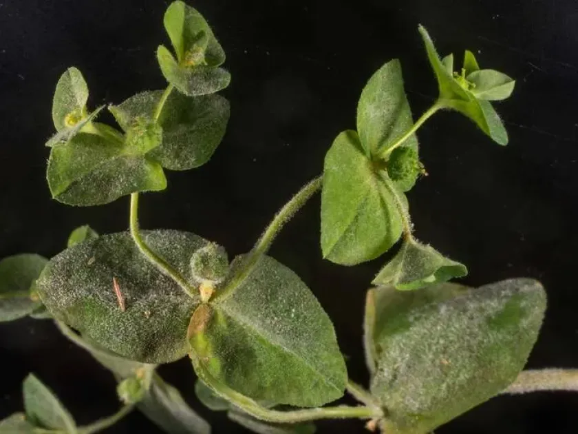 Powdery mildew of spurge