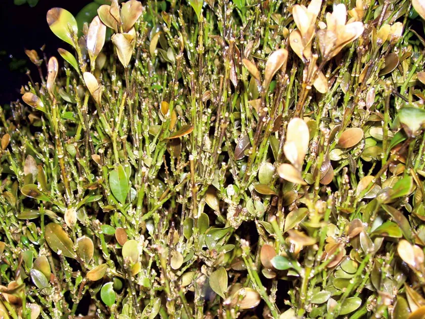 Boxwood blight
