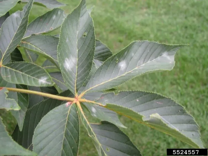 Powdery mildew of horse chestnut