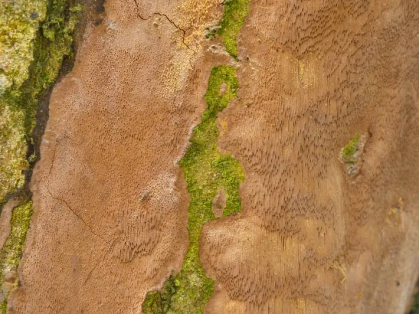 Phellinus punctatus