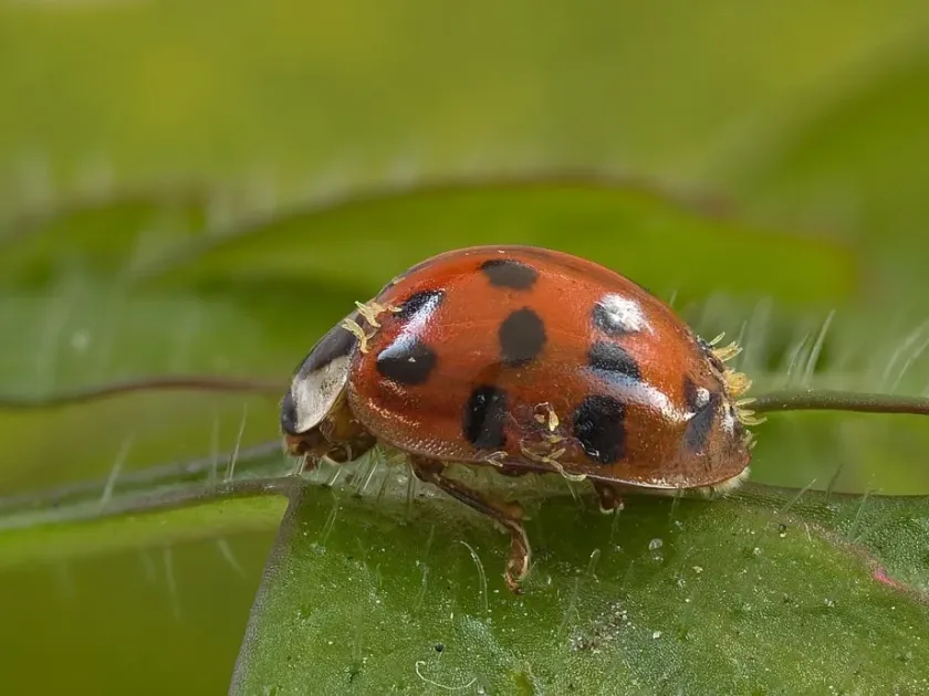 Laboulbeniomycetes