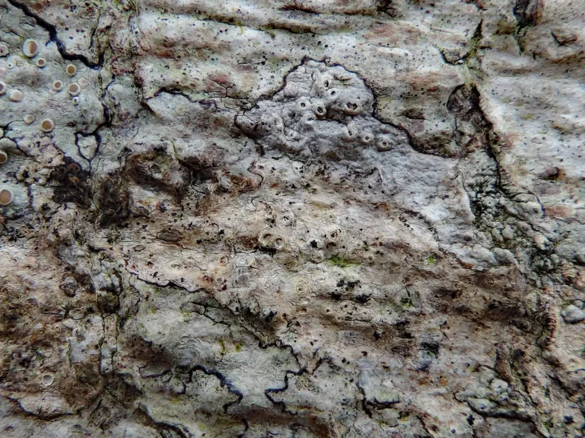 Opegrapha